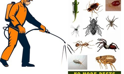 Navigating Pest Control Services for Sydney Businesses