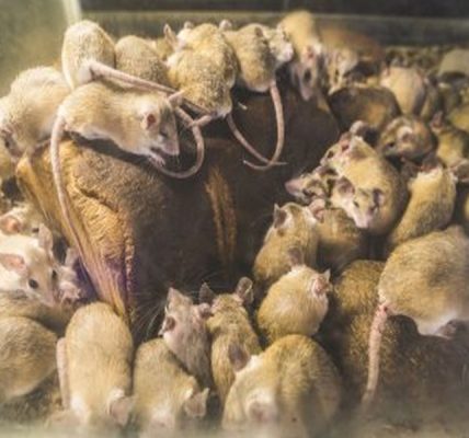 Mastering Pest Control for Rats: Expert Tips